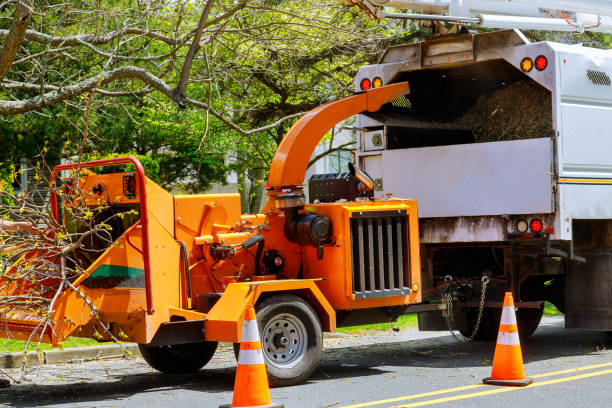 The Steps Involved in Our Tree Care Process in Hunters Creek, FL